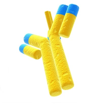 [639-abx013725] MADD Antibody