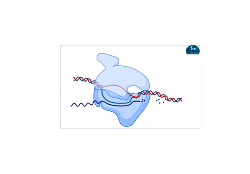 [MBT068-​200U] Hi-Proof DNA Polymerase